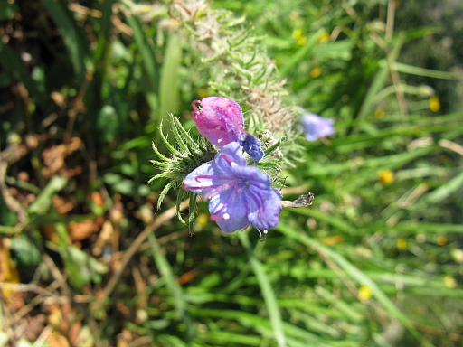 Echium vulgare / Viperina azzurra
