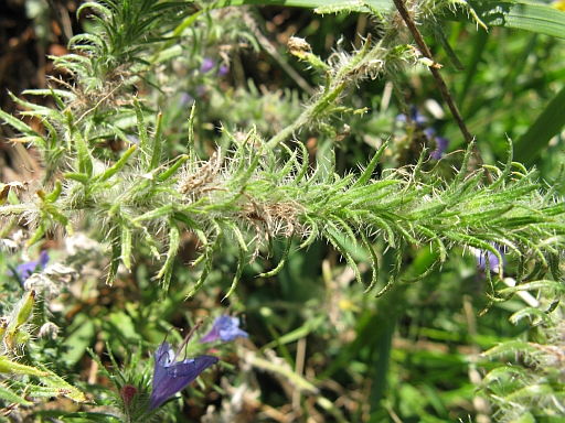 Echium vulgare / Viperina azzurra