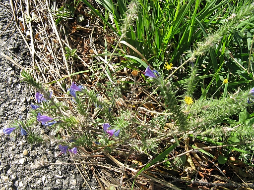 Echium vulgare / Viperina azzurra