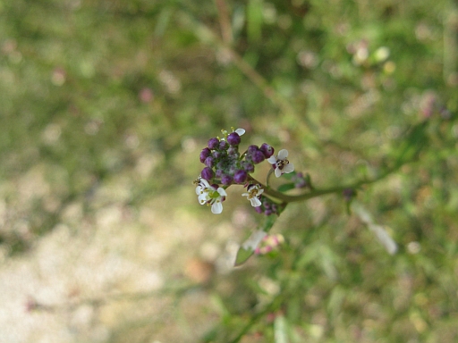 Lepidium graminifolium
