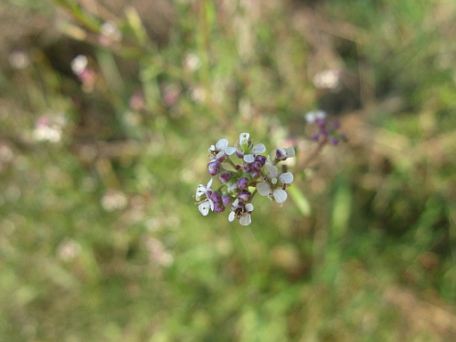 Lepidium graminifolium