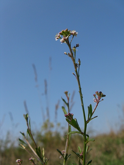 Lepidium graminifolium