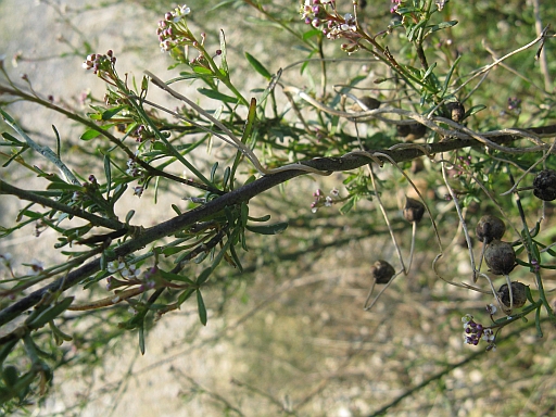 Lepidium graminifolium