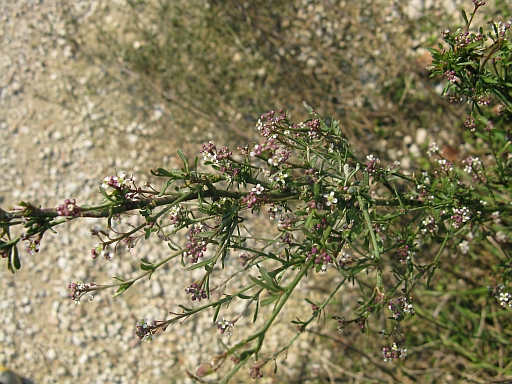 Lepidium graminifolium