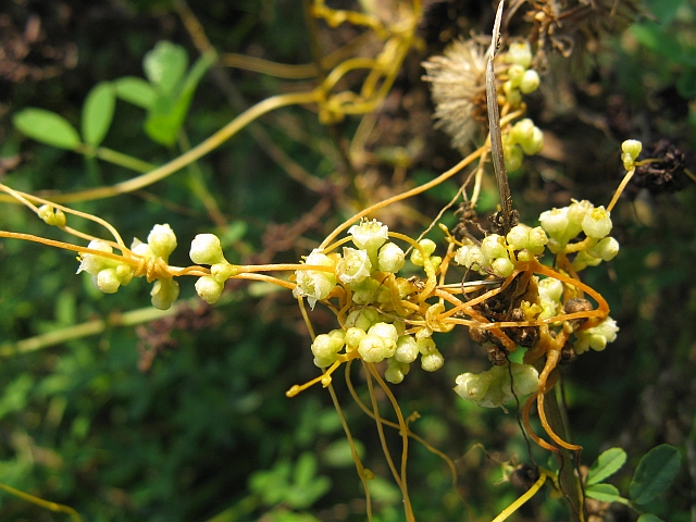 Specie parassita? - Cuscuta sp.