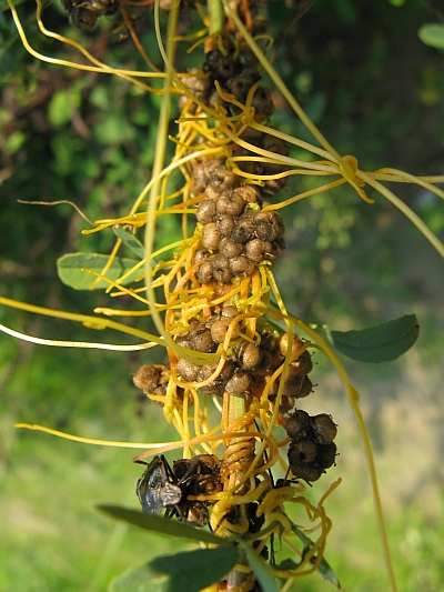 Specie parassita? - Cuscuta sp.