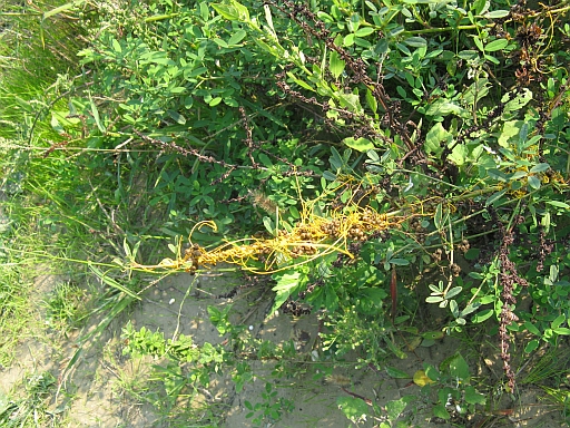 Specie parassita? - Cuscuta sp.