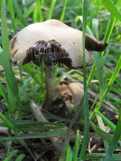 rovinato da determinare Cfr. Psathyrella lacrymabunda
