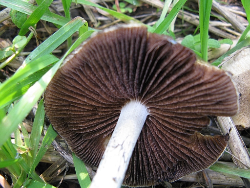 rovinato da determinare Cfr. Psathyrella lacrymabunda