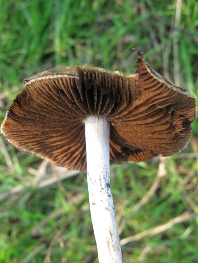 rovinato da determinare Cfr. Psathyrella lacrymabunda