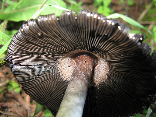 in decomposizione (cfr. Coprinus comatus)