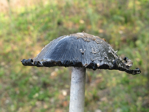in decomposizione (cfr. Coprinus comatus)