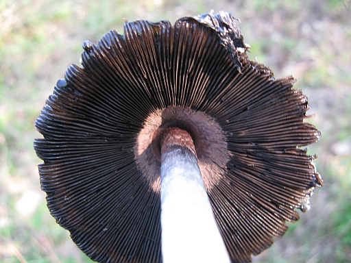 in decomposizione (cfr. Coprinus comatus)