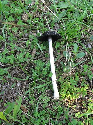 in decomposizione (cfr. Coprinus comatus)