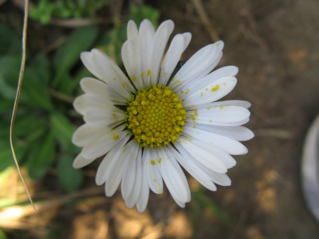 Asteracea (Conero) - Bellis sylvestris