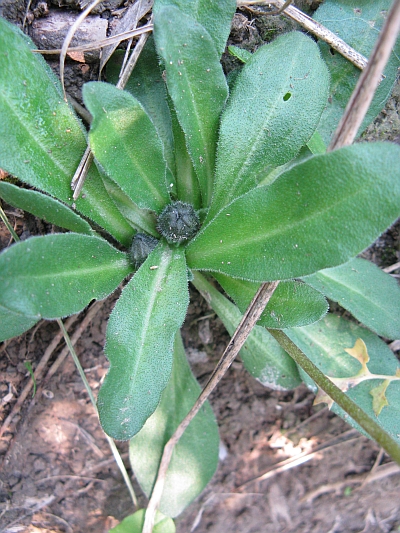 Asteracea (Conero) - Bellis sylvestris