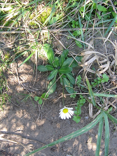 Asteracea (Conero) - Bellis sylvestris