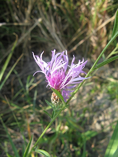 Quale Centaurea?