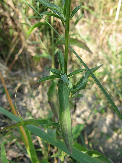 Quale Centaurea?