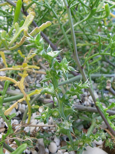 Salsola kali (riviera Conero)