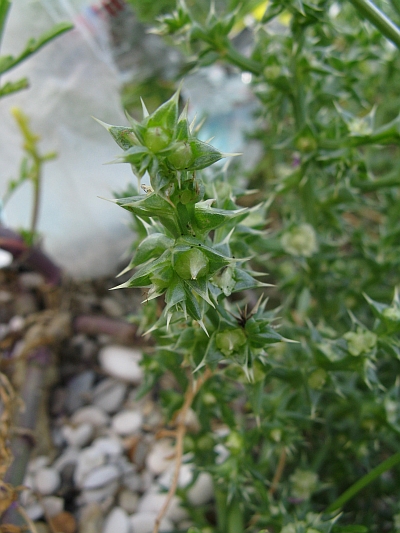 Salsola kali (riviera Conero)