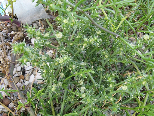Salsola kali (riviera Conero)