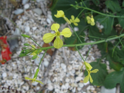 Brassicacea (riviera Conero) - Raphanus raphanistrum