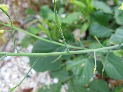 Brassicacea (riviera Conero) - Raphanus raphanistrum