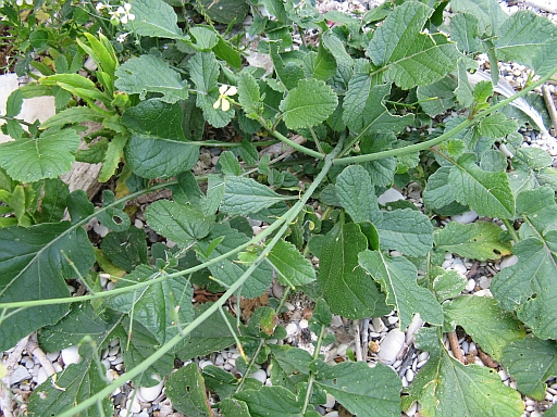 Brassicacea (riviera Conero) - Raphanus raphanistrum