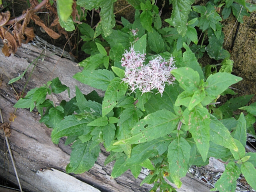 riviera Conero - Eupatorium cannabinum