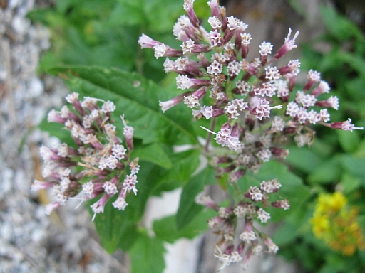 riviera Conero - Eupatorium cannabinum