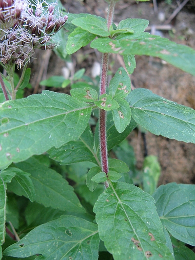 riviera Conero - Eupatorium cannabinum