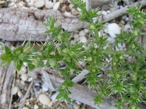 Salsola kali (riviera Conero)
