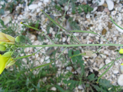 rivieria Conero - Diplotaxis tenuifolia