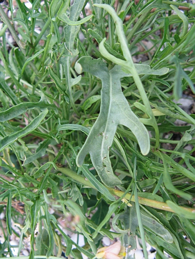 rivieria Conero - Diplotaxis tenuifolia