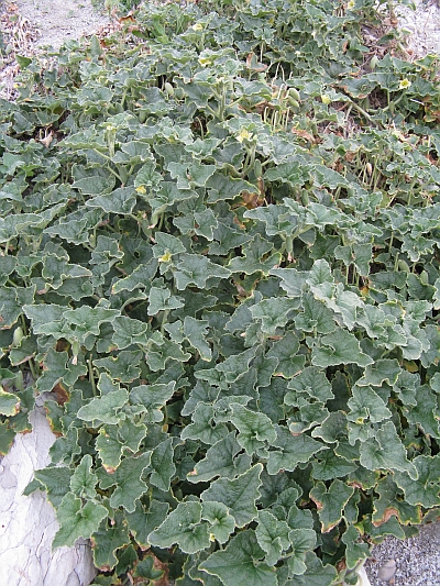 Ecballium elaterium / Cocomero asinino