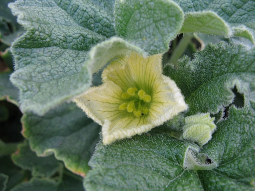 Ecballium elaterium / Cocomero asinino