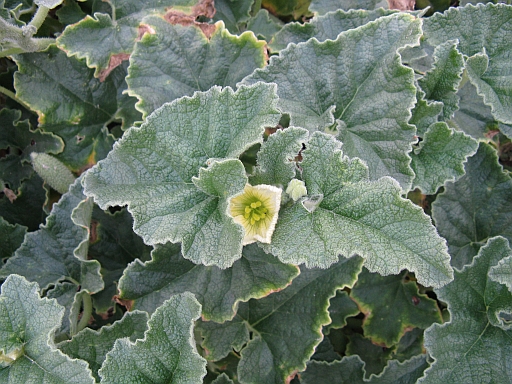 Ecballium elaterium / Cocomero asinino