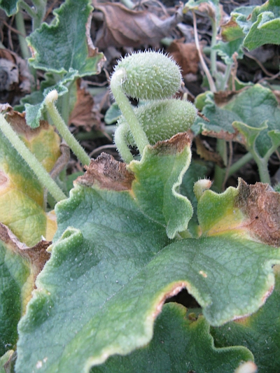 Ecballium elaterium / Cocomero asinino