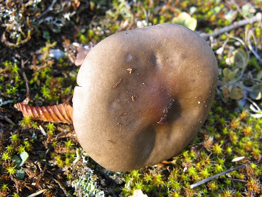 Collybia? Cfr. Melanoleuca sp.