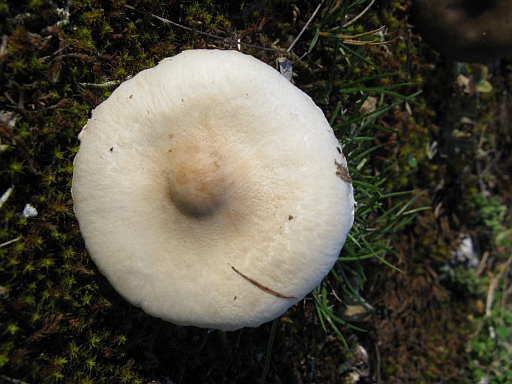 da determinare (bianco) cfr. Lepiota alba