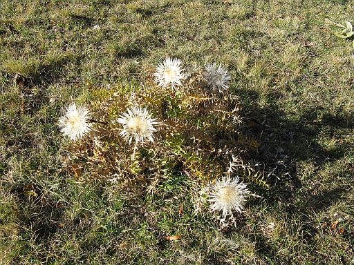 Carlina acaulis ssp. caulescens