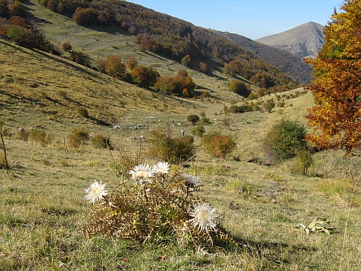Carlina acaulis ssp. caulescens