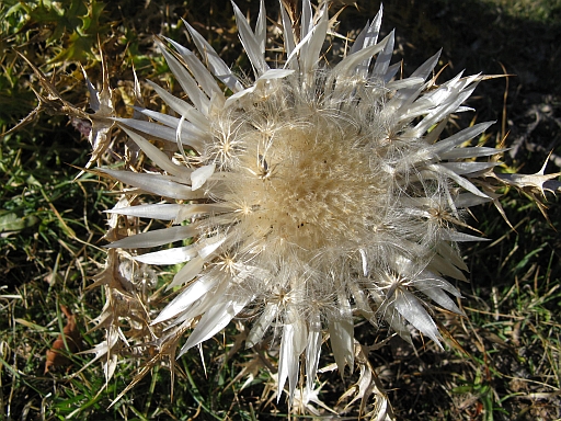 Carlina acaulis ssp. caulescens