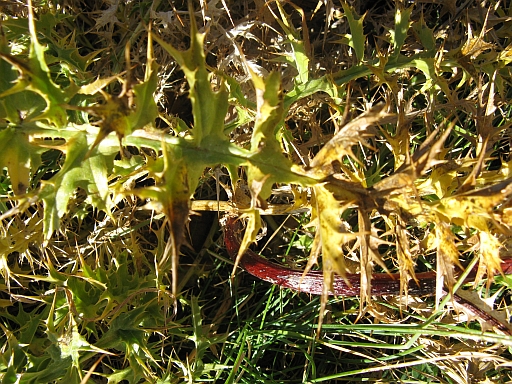 Carlina acaulis ssp. caulescens