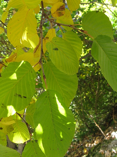 Alnus cordata