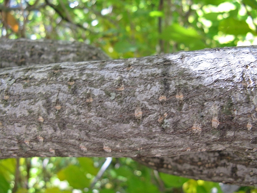 Alnus cordata