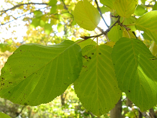 Alnus cordata