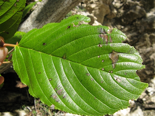 Alnus cordata