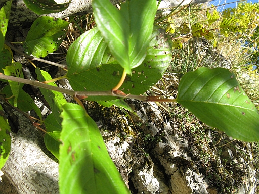 Alnus cordata